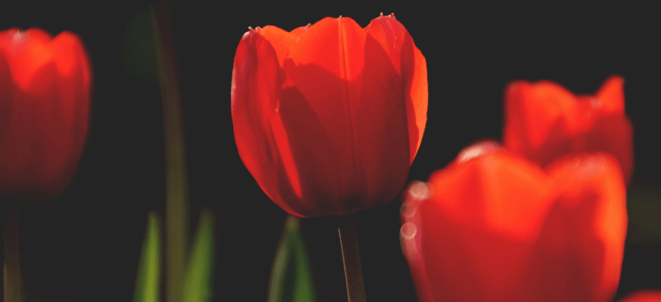 tulipe inspiration blog cosmétique